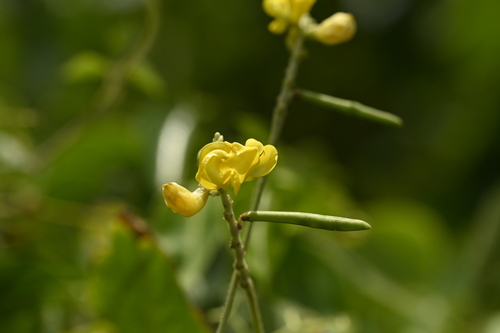 Image of Vigna reflexopilosa by (c) 曾昱承 Yu-Cheng Zeng, some rights reserved (CC BY)