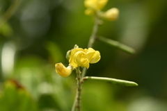 Vigna reflexopilosa