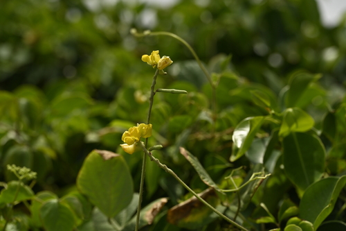 Image of Vigna reflexopilosa by (c) 曾昱承 Yu-Cheng Zeng, some rights reserved (CC BY)