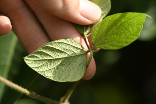 Vigna reflexopilosa, photograph 4