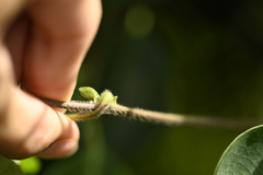 曾昱承 Yu-Cheng Zeng, CC BY, iNaturalist via GBIF Vigna reflexopilosa, photograph 曾昱承 Yu-Cheng Zeng, CC BY, iNaturalist via GBIF