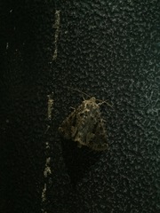 Lepidoptera
