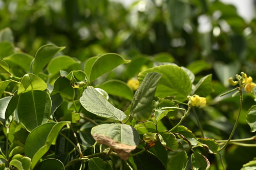 Vigna reflexopilosa, photograph 6