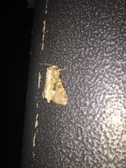 Lepidoptera