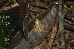 Gephyromantis luteus