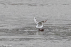 Chroicocephalus ridibundus