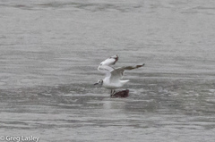 Chroicocephalus ridibundus