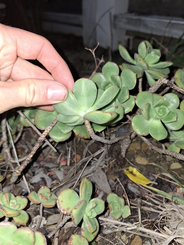 Image of Aeonium haworthii by (c) Oscar Dove, some rights reserved (CC BY)