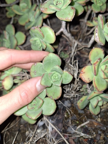 Aeonium haworthii