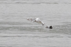 Chroicocephalus ridibundus