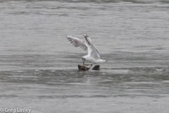 Chroicocephalus ridibundus