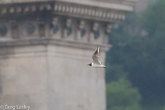 Chroicocephalus ridibundus