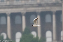 Chroicocephalus ridibundus