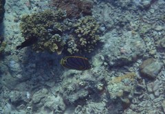 Chaetodon meyeri