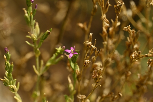 Schenkia japonica, photograph 6