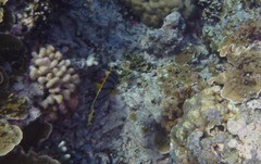 Chaetodon meyeri