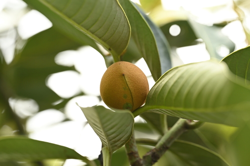 Myristica ceylanica, photograph 2