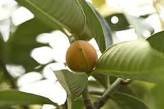 Myristica ceylanica, photograph (c) 曾昱承 Yu-Cheng Zeng, some rights reserved (CC BY)