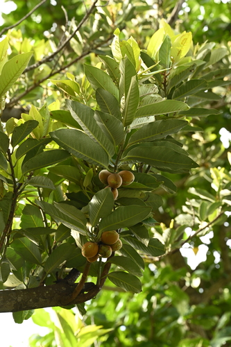 Myristica ceylanica, photograph 4