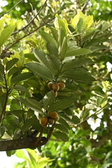 Myristica ceylanica, photograph (c) 曾昱承 Yu-Cheng Zeng, some rights reserved (CC BY)
