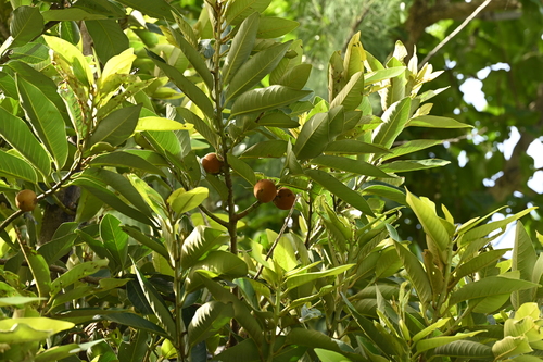 Myristica ceylanica, photograph 5