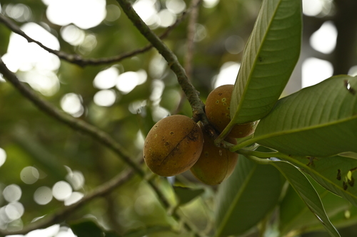 Myristica ceylanica, photograph 6