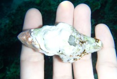 Fasciolariidae