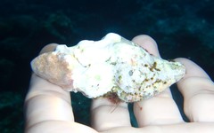 Fasciolariidae