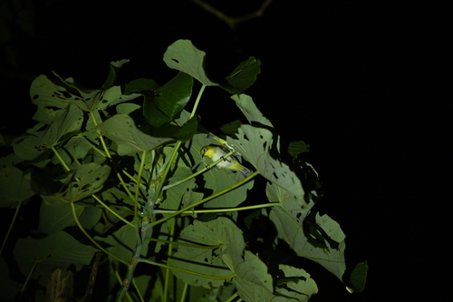 Lowland White-eye (Zosterops meyeni), photo 6