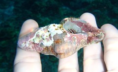 Fasciolariidae