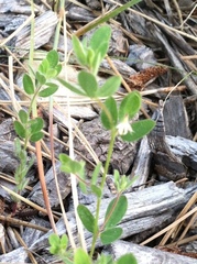 Acmispon americanus americanus