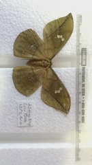 Copaxa multifenestrata