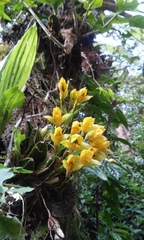 Lycaste consobrina