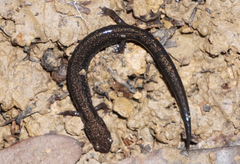 Plethodon richmondi