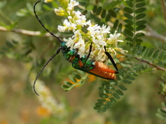 Plinthocoelium suaveolens