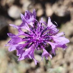 Centaurea cyanus