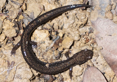 Plethodon richmondi