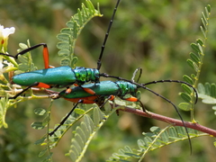Plinthocoelium suaveolens