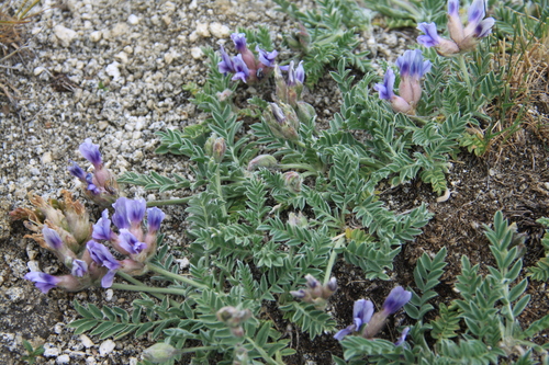 Oxytropis assiensis