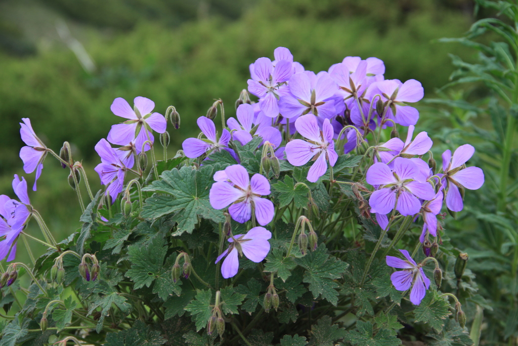 Geranium saxatile