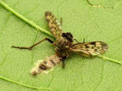 Furia ithacensis