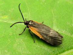 Pyromorpha dimidiata