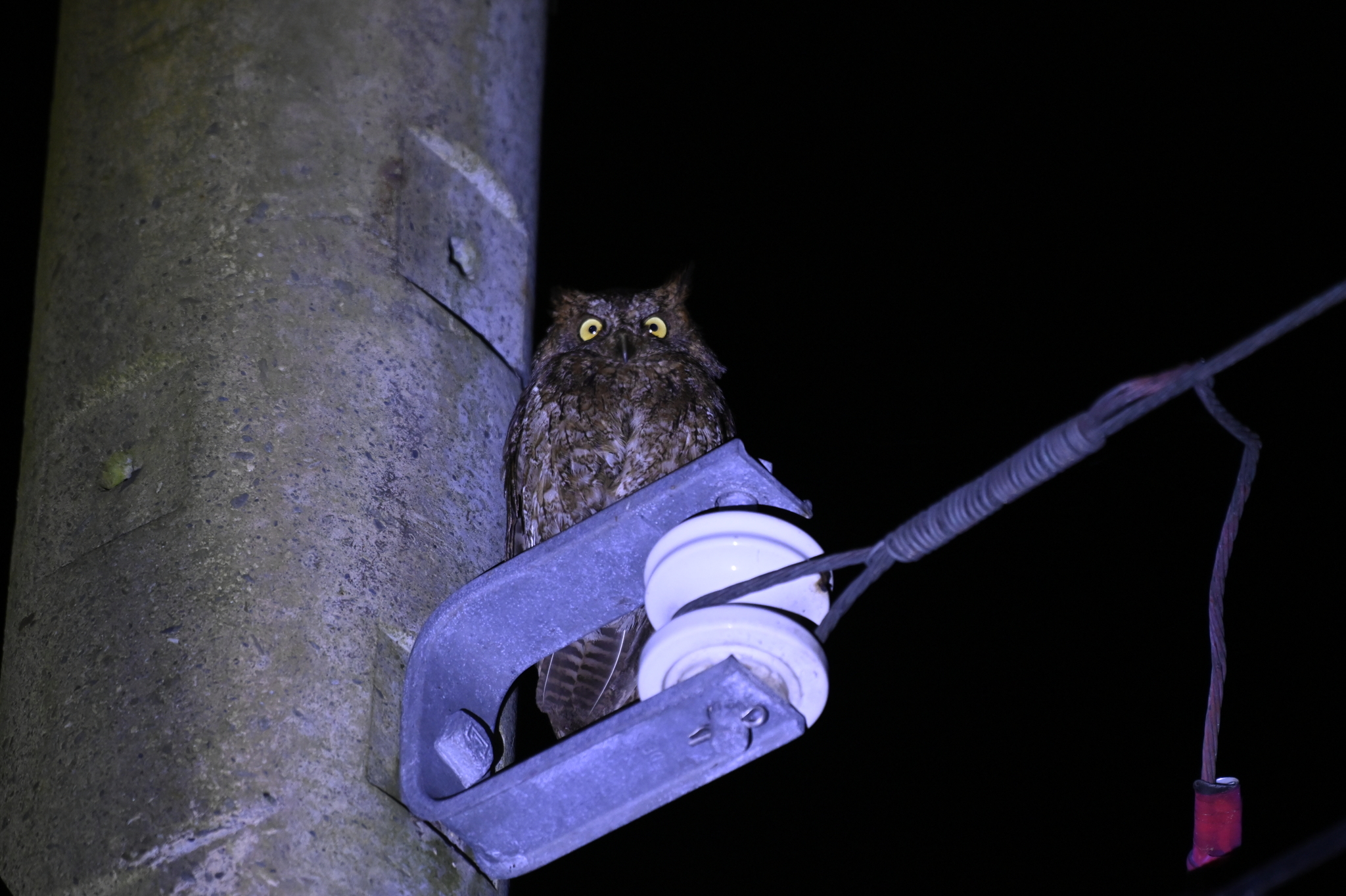 Ryukyu Scops Owl illustration