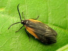 Pyromorpha dimidiata