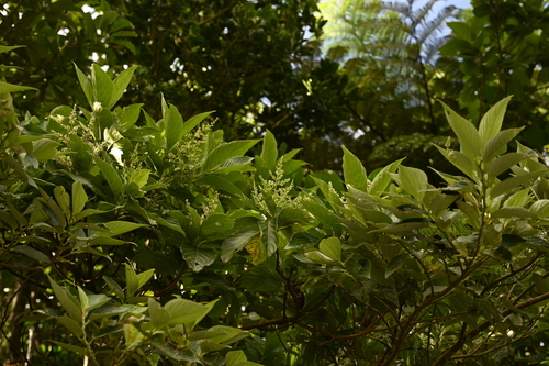 Wendlandia luzoniensis