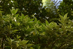 Wendlandia luzoniensis