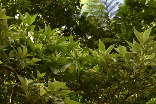 Wendlandia luzoniensis, photograph 1