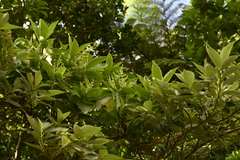 Wendlandia luzoniensis, photograph 曾昱承 Yu-Cheng Zeng, CC BY, iNaturalist via GBIF