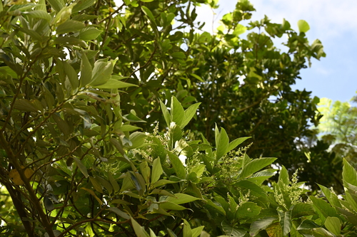 Wendlandia luzoniensis, photograph 2