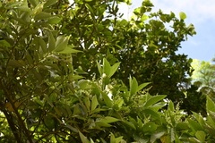 Wendlandia luzoniensis, photograph 曾昱承 Yu-Cheng Zeng, CC BY, iNaturalist via GBIF